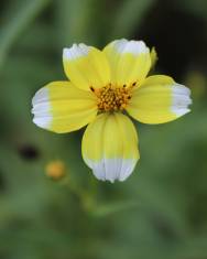 Fotografia da espécie Bidens aurea