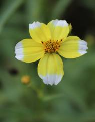 Bidens aurea