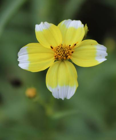 Fotografia de capa Bidens aurea - do Jardim Botânico