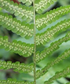 Fotografia da espécie Dryopteris filix-mas