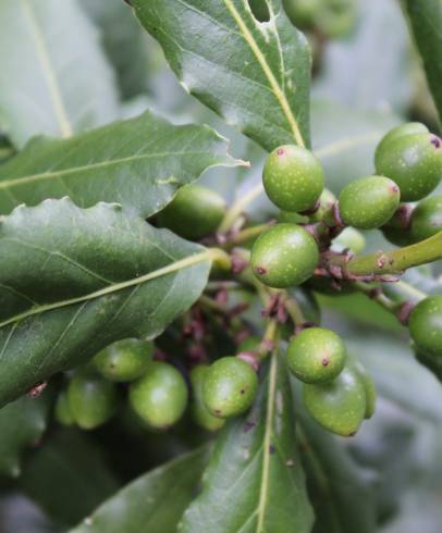 Fotografia de capa Laurus nobilis - do Jardim Botânico