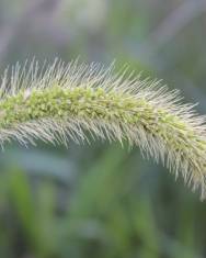 Fotografia da espécie Setaria viridis