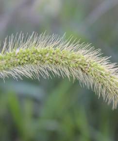 Fotografia da espécie Setaria viridis