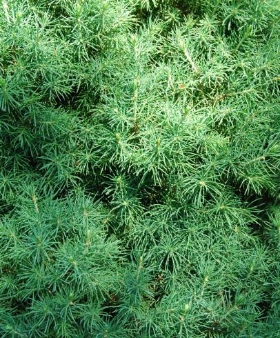 Fotografia de capa Picea glauca var. albertiana - do Jardim Botânico