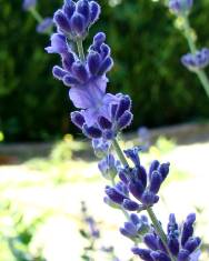 Fotografia da espécie Lavandula latifolia