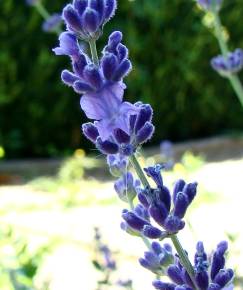 Fotografia da espécie Lavandula latifolia