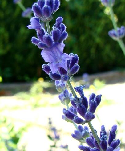 Fotografia de capa Lavandula latifolia - do Jardim Botânico