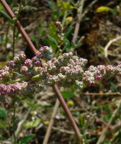 Fotografia da espécie Chenopodium album