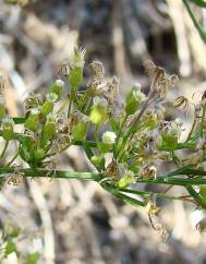 Conyza canadensis