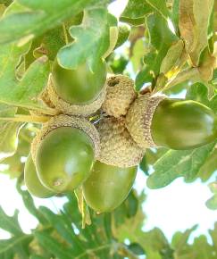 Fotografia da espécie Quercus pyrenaica