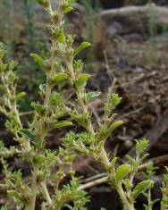 Fotografia da espécie Amaranthus albus