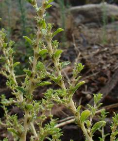 Fotografia da espécie Amaranthus albus