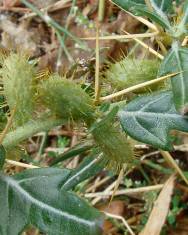 Fotografia da espécie Xanthium spinosum