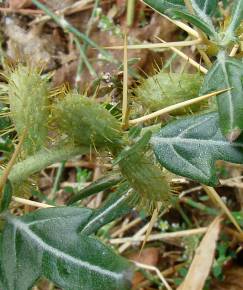 Fotografia da espécie Xanthium spinosum