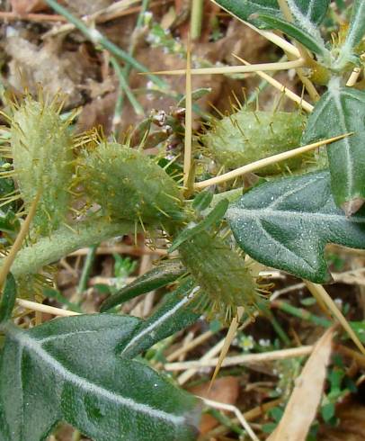 Fotografia de capa Xanthium spinosum - do Jardim Botânico