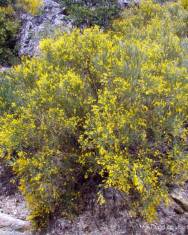 Fotografia da espécie Genista florida