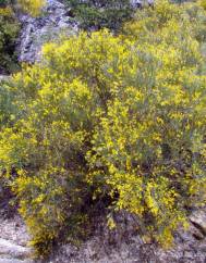 Genista florida