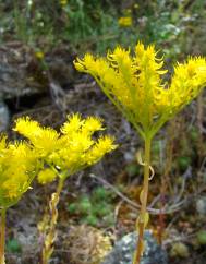 Sedum forsterianum