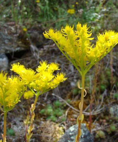 Fotografia de capa Sedum forsterianum - do Jardim Botânico