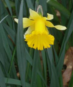 Fotografia da espécie Narcissus pseudonarcissus