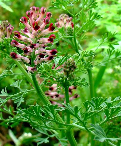 Fotografia de capa Fumaria officinalis subesp. officinalis - do Jardim Botânico