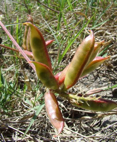 Fotografia de capa Astragalus boeticus - do Jardim Botânico