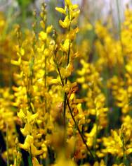 Fotografia da espécie Genista micrantha