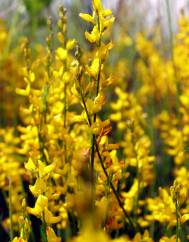 Genista micrantha