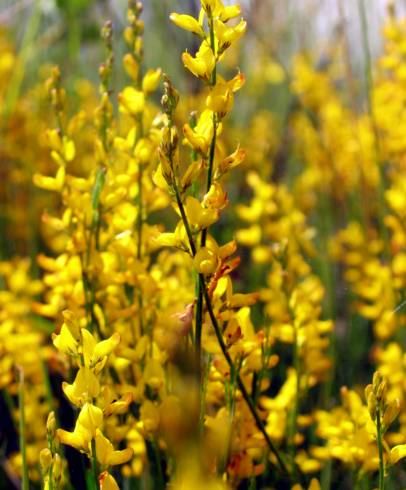 Fotografia de capa Genista micrantha - do Jardim Botânico