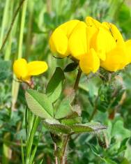 Fotografia da espécie Lotus corniculatus subesp. corniculatus