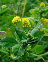 Medicago arabica