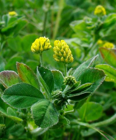 Fotografia de capa Medicago arabica - do Jardim Botânico