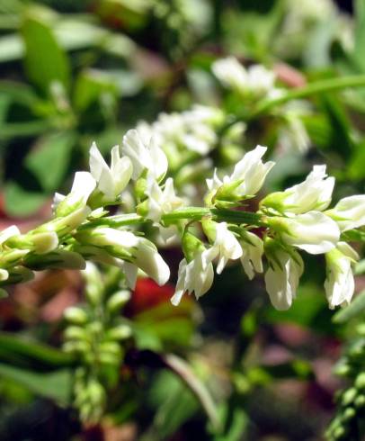 Fotografia de capa Melilotus albus - do Jardim Botânico