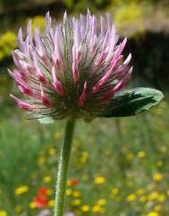 Trifolium hirtum