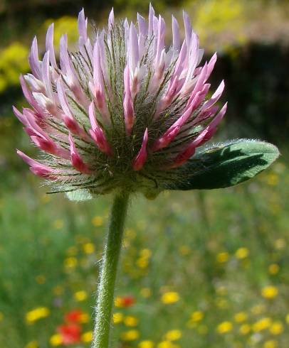 Fotografia de capa Trifolium hirtum - do Jardim Botânico