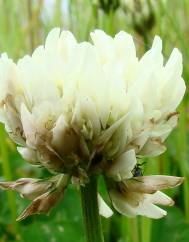 Trifolium repens var. repens