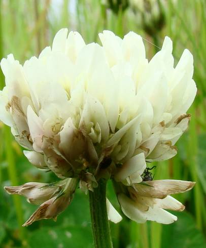 Fotografia de capa Trifolium repens var. repens - do Jardim Botânico