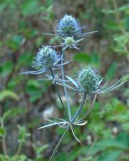 Fotografia da espécie Eryngium tenue