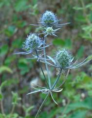 Eryngium tenue