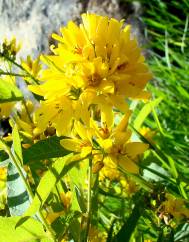 Lysimachia vulgaris