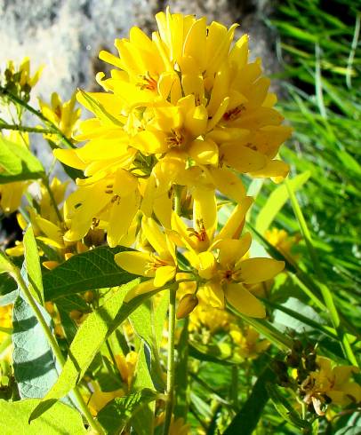 Fotografia de capa Lysimachia vulgaris - do Jardim Botânico