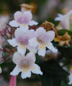 Fotografia da espécie Abelia x grandiflora