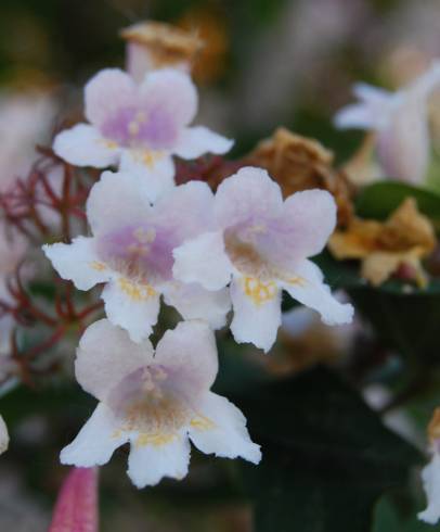 Fotografia de capa Abelia x grandiflora - do Jardim Botânico