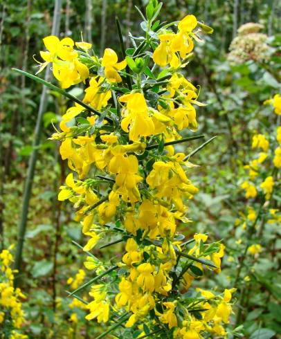 Fotografia de capa Genista falcata - do Jardim Botânico