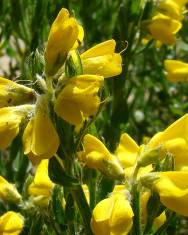 Fotografia da espécie Genista tournefortii subesp. tournefortii