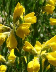 Genista tournefortii subesp. tournefortii