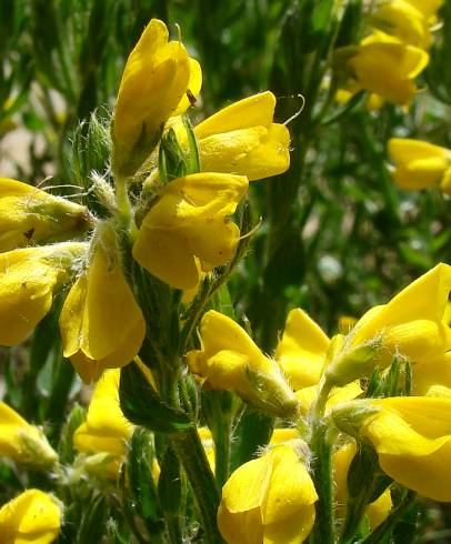 Fotografia de capa Genista tournefortii subesp. tournefortii - do Jardim Botânico