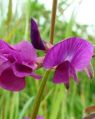 Fotografia da espécie Vicia angustifolia