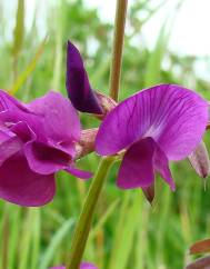 Vicia angustifolia