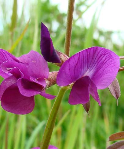 Fotografia de capa Vicia angustifolia - do Jardim Botânico